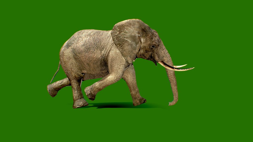 walking elephant