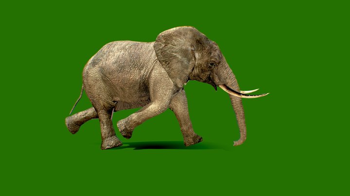 walking elephant 3D Model