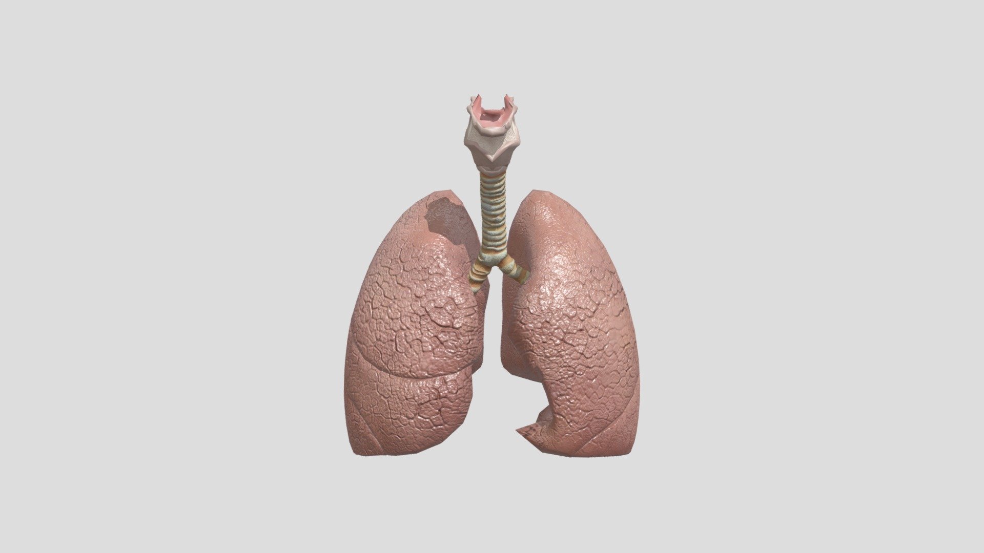 Lungs - Download Free 3D model by prasanth.k [2706cab] - Sketchfab