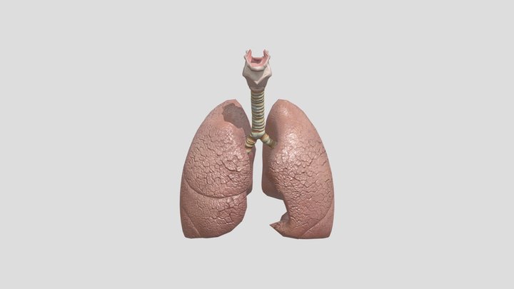 Lungs 3D Model