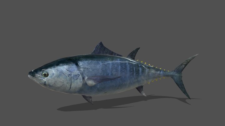 Animated Tuna – 3D Animal Model – Modello 3D gratuito STL