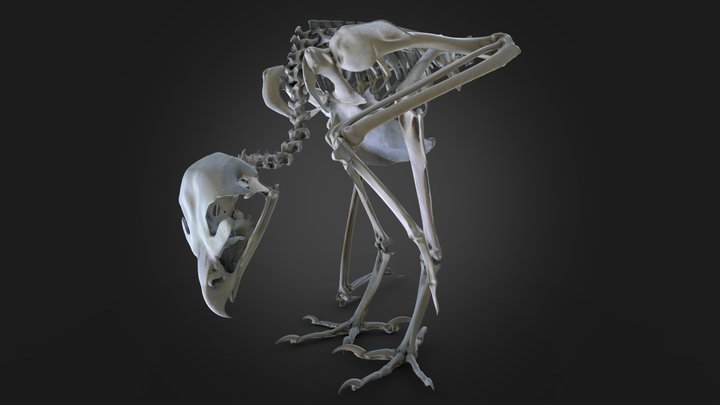 Parlagi sas (Aquila heliaca) csontváza 3D Model