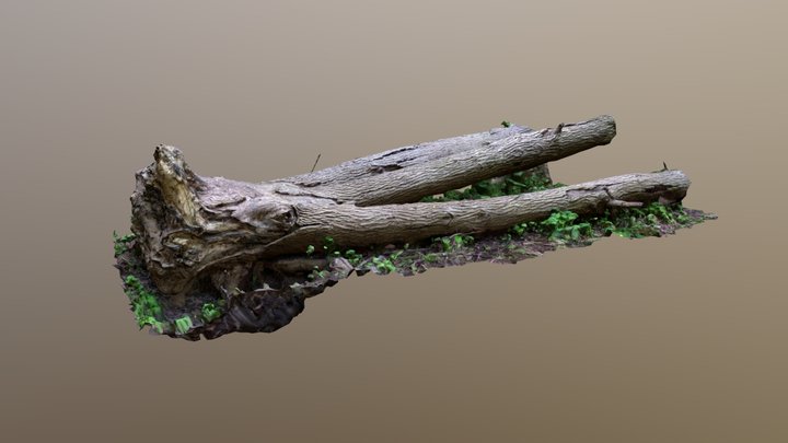 Tree Trunk 3D Model