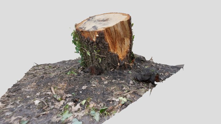PenarthTreeStump_Model_5 3D Model