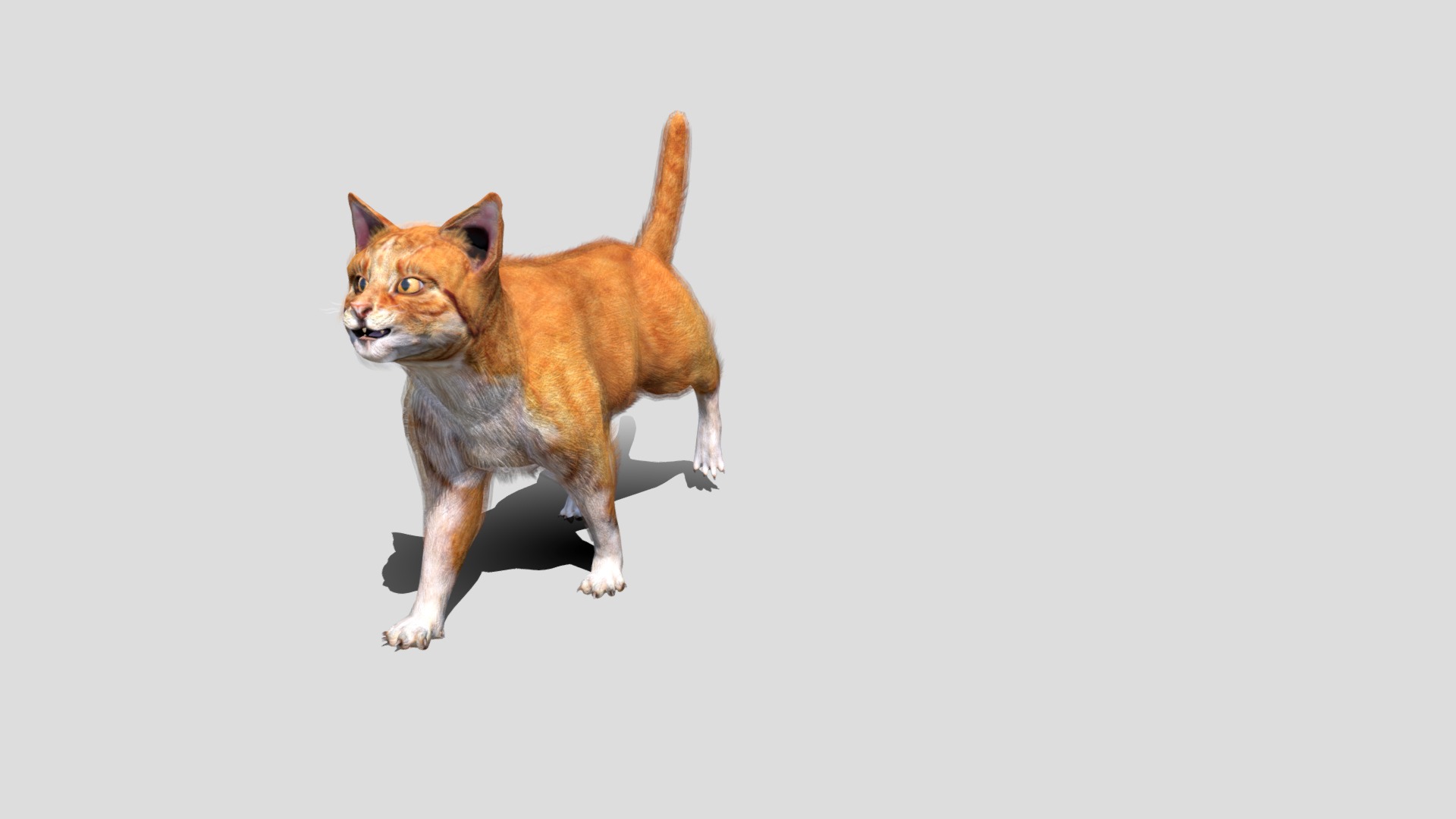 3D model Furry cat with animations - This is a 3D model of the Furry cat with animations. The 3D model is about a cat running on a white background.