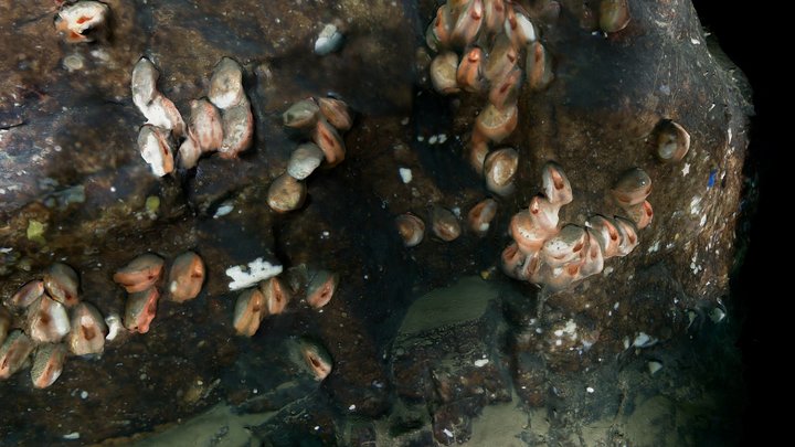 File clam colony 3D Model