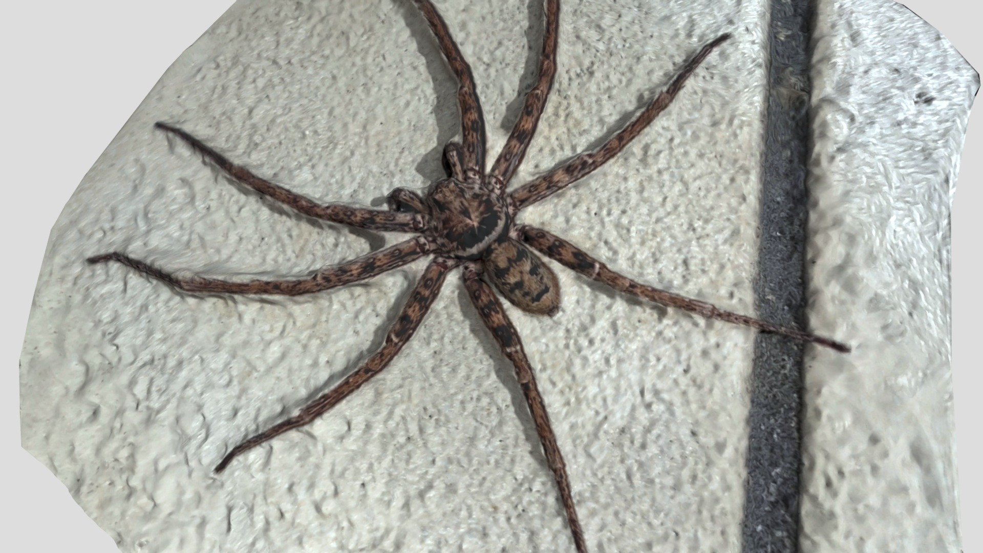 Little Spider On The Floor