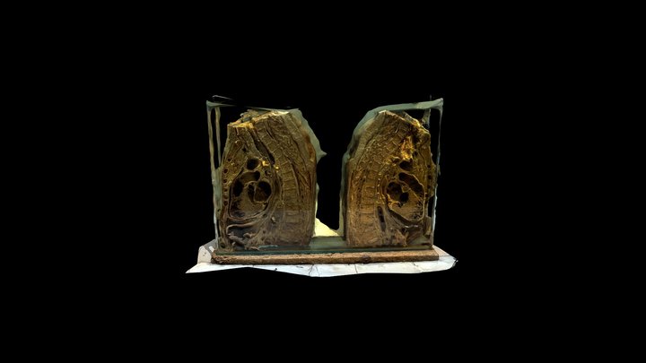 CORTE PARASAGITAL DE TÓRAX 3D Model