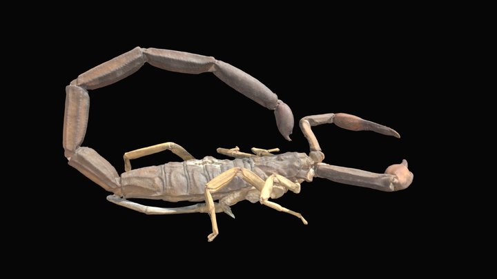 Scorpion 3D Model
