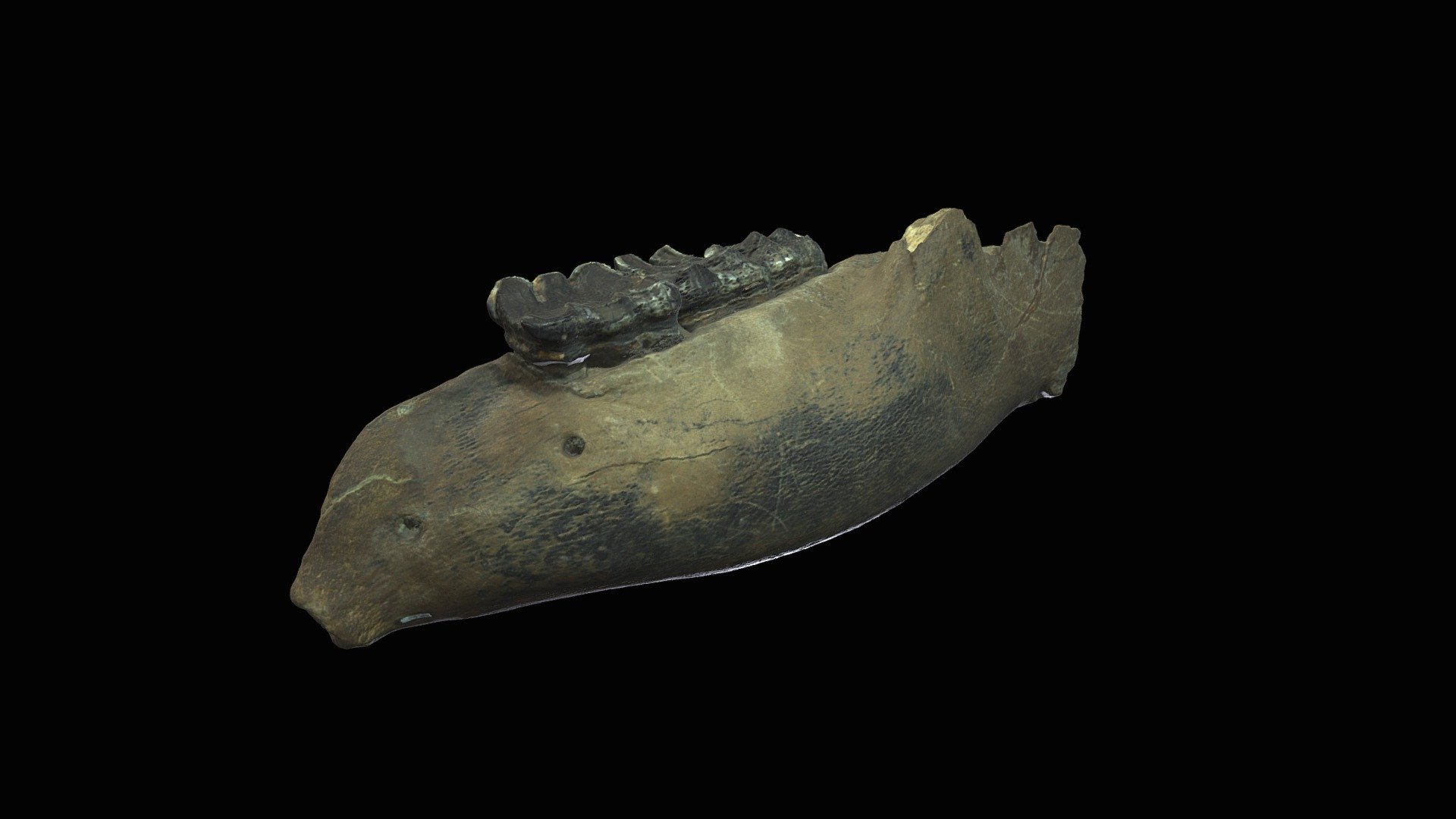 American Mastodon, left ramus. McClung Museum