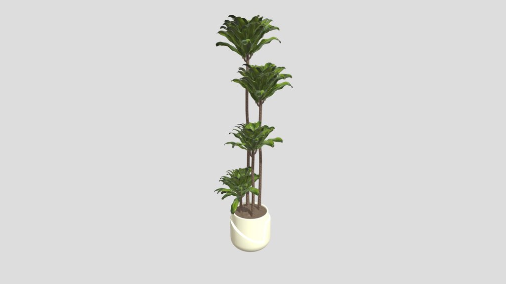 Palm Plant