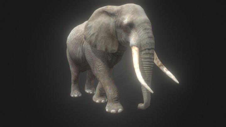 African Elephant (By jimmyho905) 3D Model