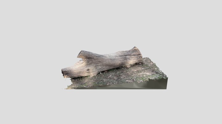 Log - Prospect Park 3-5-23 3D Model