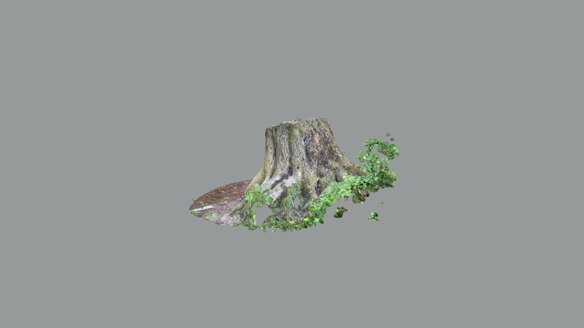 Big Tree Stump