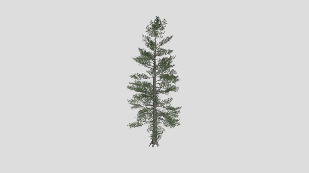 Tree Siberian Pine A6