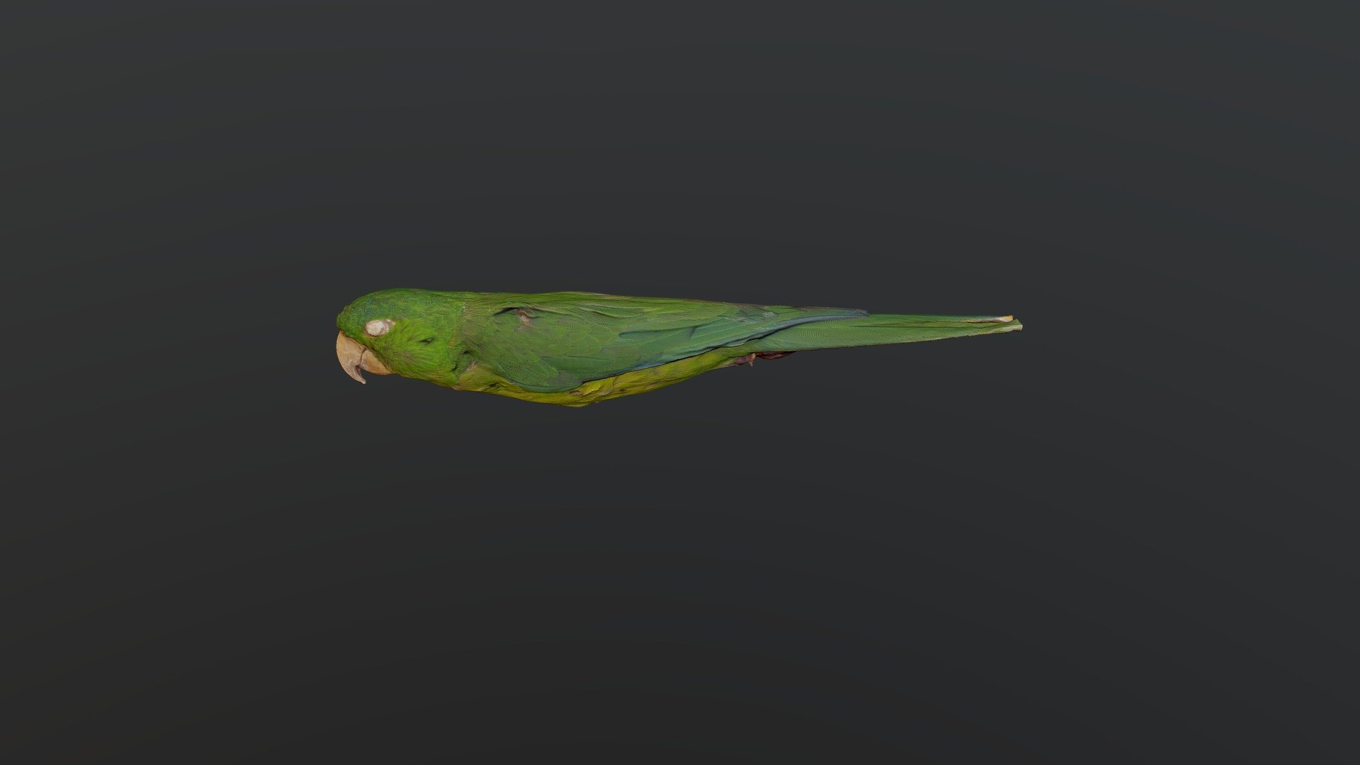 Green Parakeet - Psittacara holochlorus