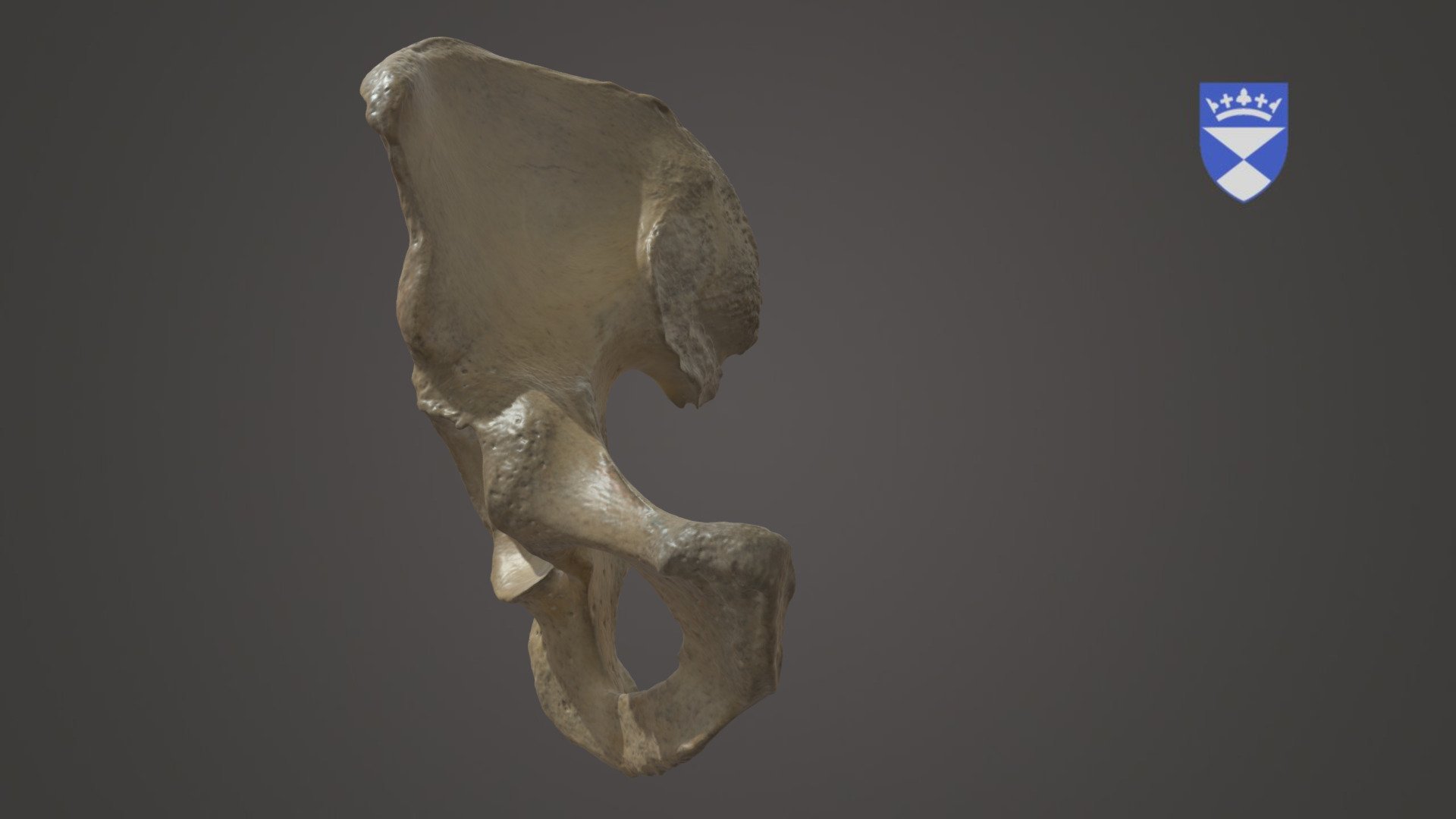 Innominate - 3D model by University of Dundee, CAHID (@anatomy_dundee ...