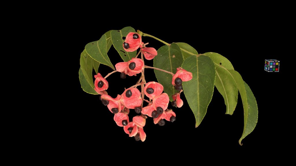 CC0 ゴンズイ Korean Sweetheart Tree, E. japonica