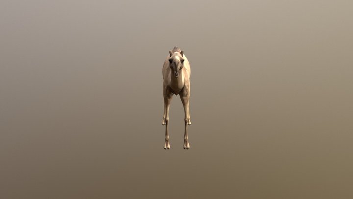 Camel 3D Model