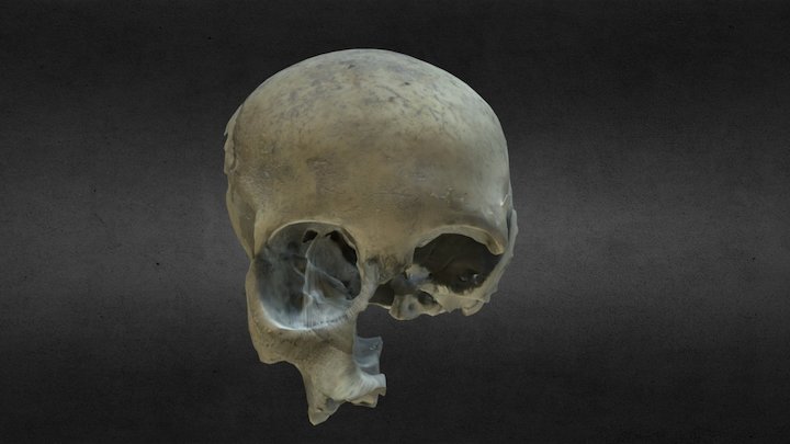 Reconstrucción de craneo arqueológico infantil. 3D Model