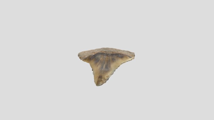 GW Shark Tooth v2 3D Model