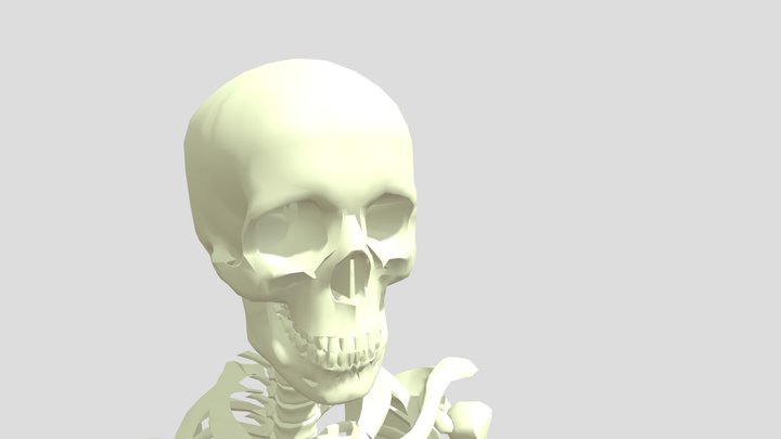 Skeleton 3D Model 3D Model