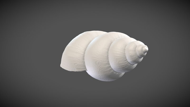Bulinus bavayi (Dautzenberg, 1895) – Modello 3D gratuito STL