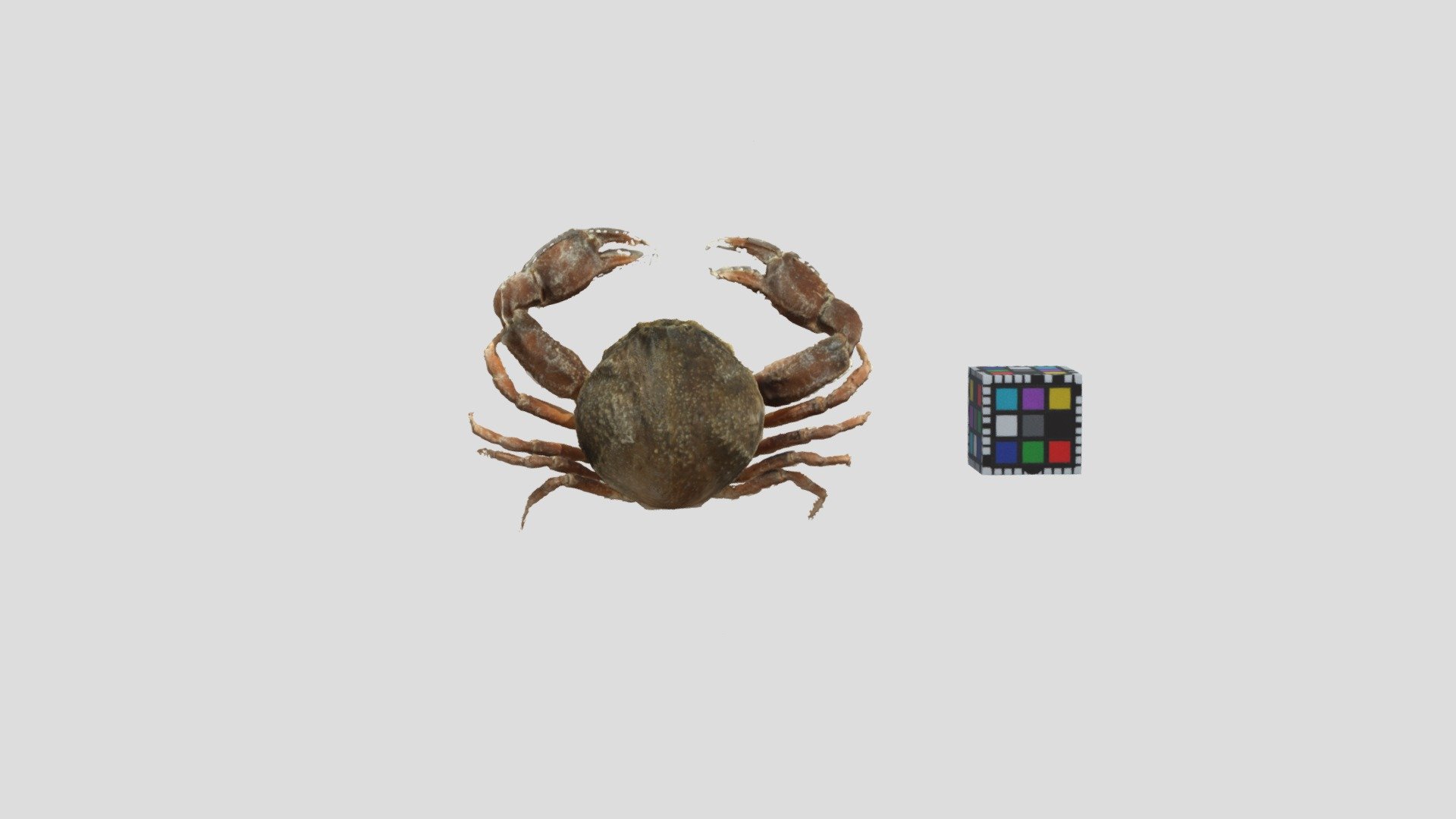 マメコブシガニ オス Pyrhila pisum