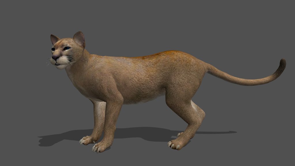 Animated Puma – 3D Animal Model