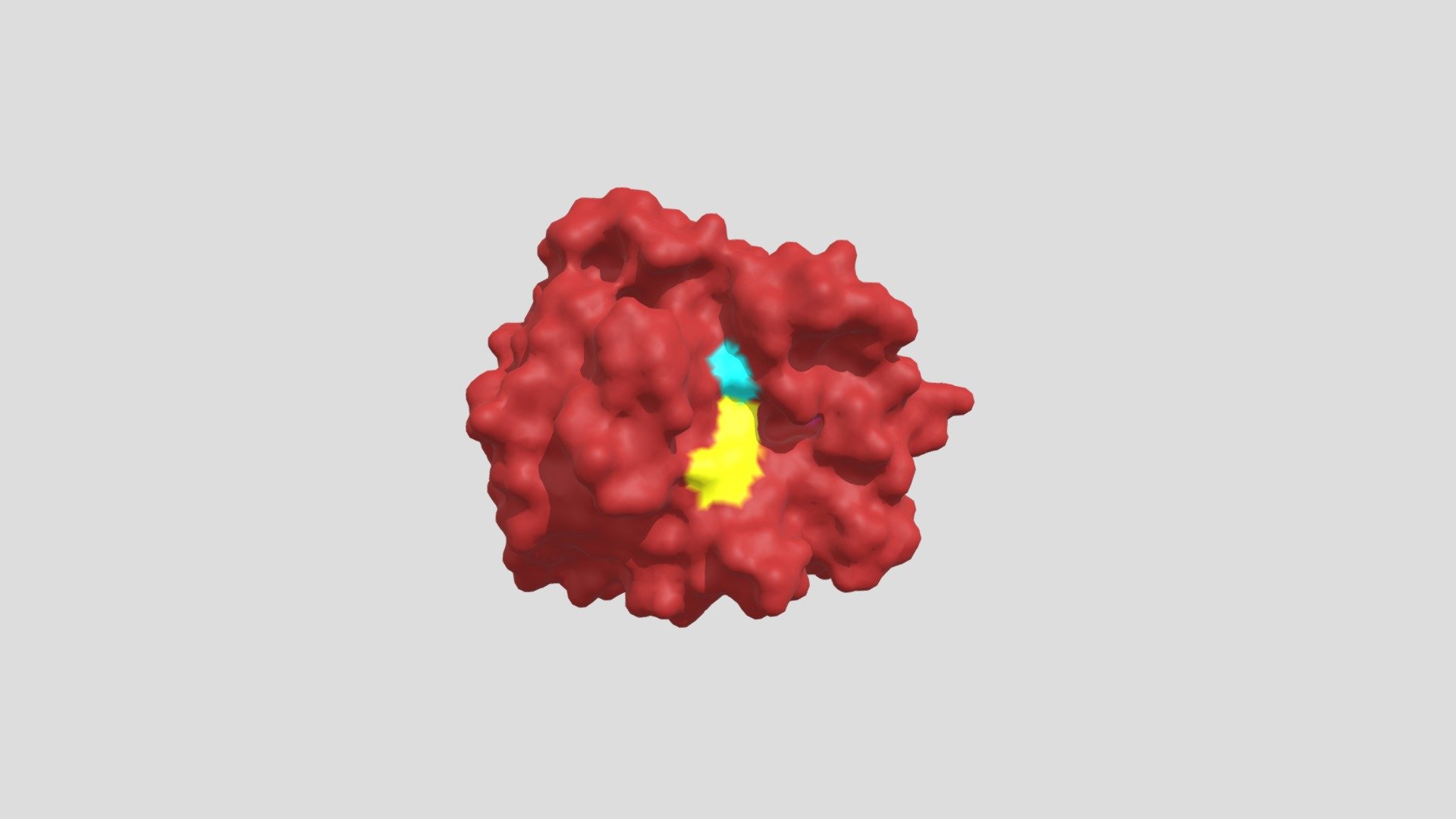 Trypsin function