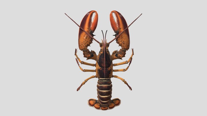 Lobster 3d Modle Free