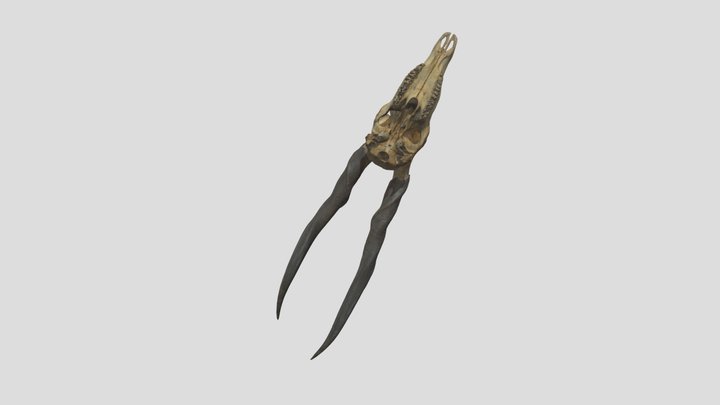 Taurotragus_oryx_U_SAP.ANAT.ac0361 3D Model