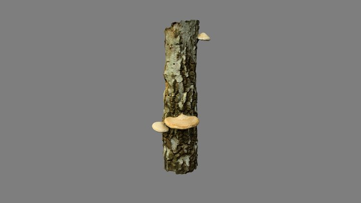 photoscan tree mushrooms 3D Model