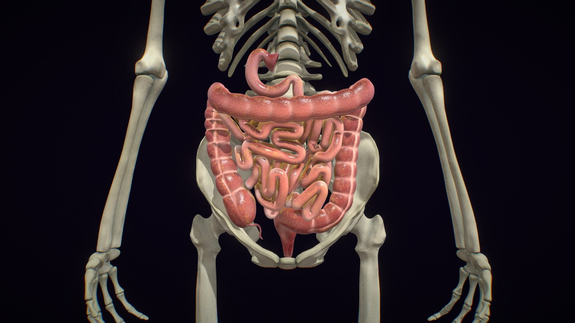 Small and large intestine - Buy Royalty Free 3D model by arloopa ...