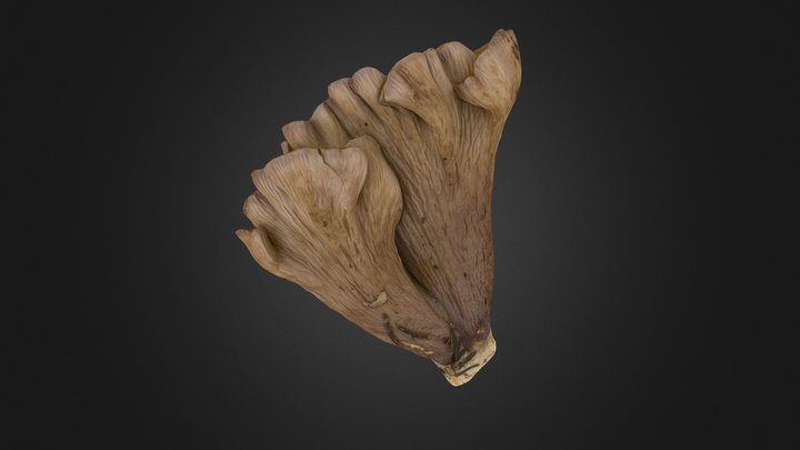 Gomphus clavatus mushroom 3D Model