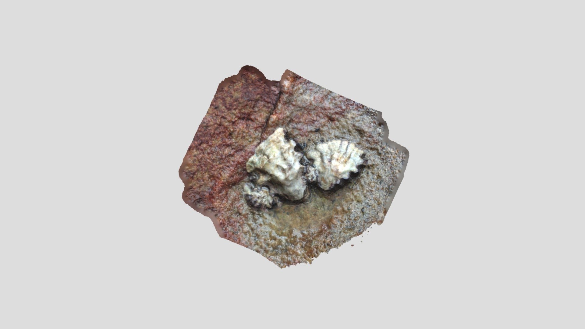 Oyster01