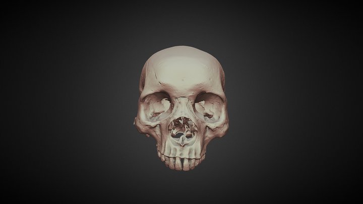 Skull (Angles and Sutures) 3D Model