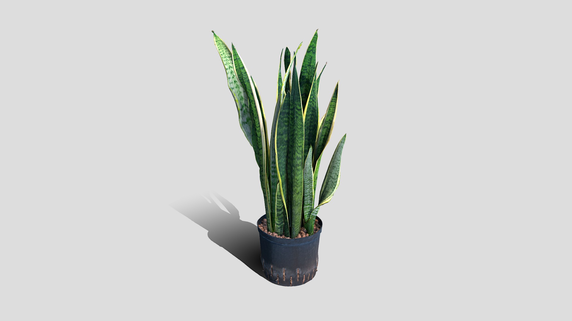 3D model 000026_Sansevieria 2 - This is a 3D model of the 000026_Sansevieria 2. The 3D model is about a plant in a pot.