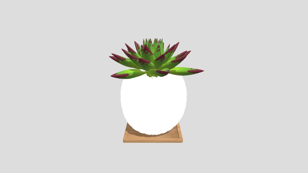 Succulent Plant