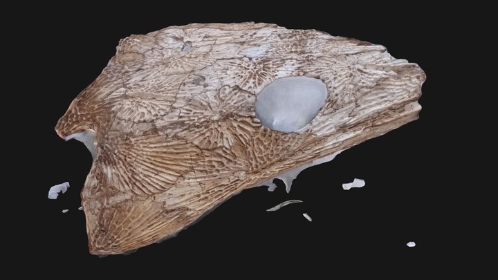 Anguzaurus 3D Model