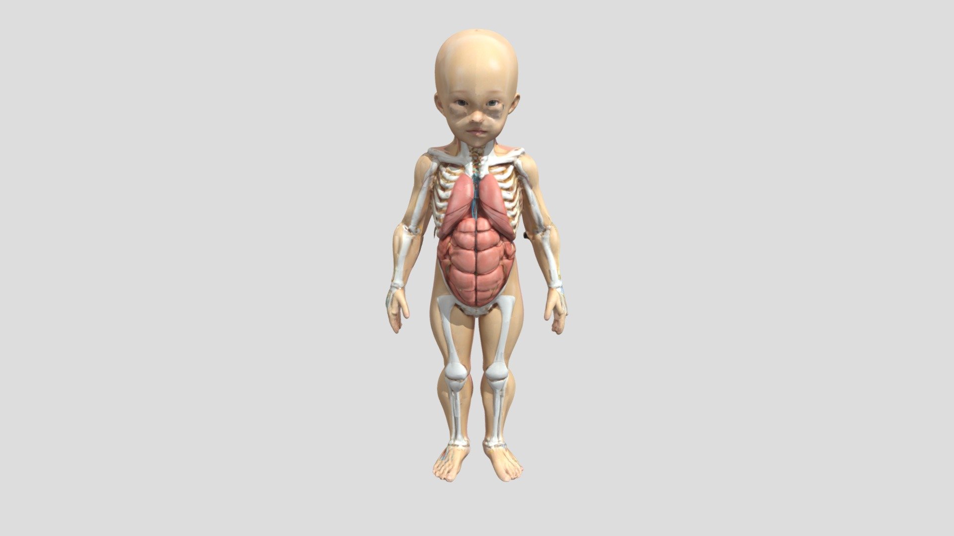 Human Child Anatomy 3D Model - 3D model by avdhoot9721251 (@avdhoot9721251)  [275c993], image size:1920x1080