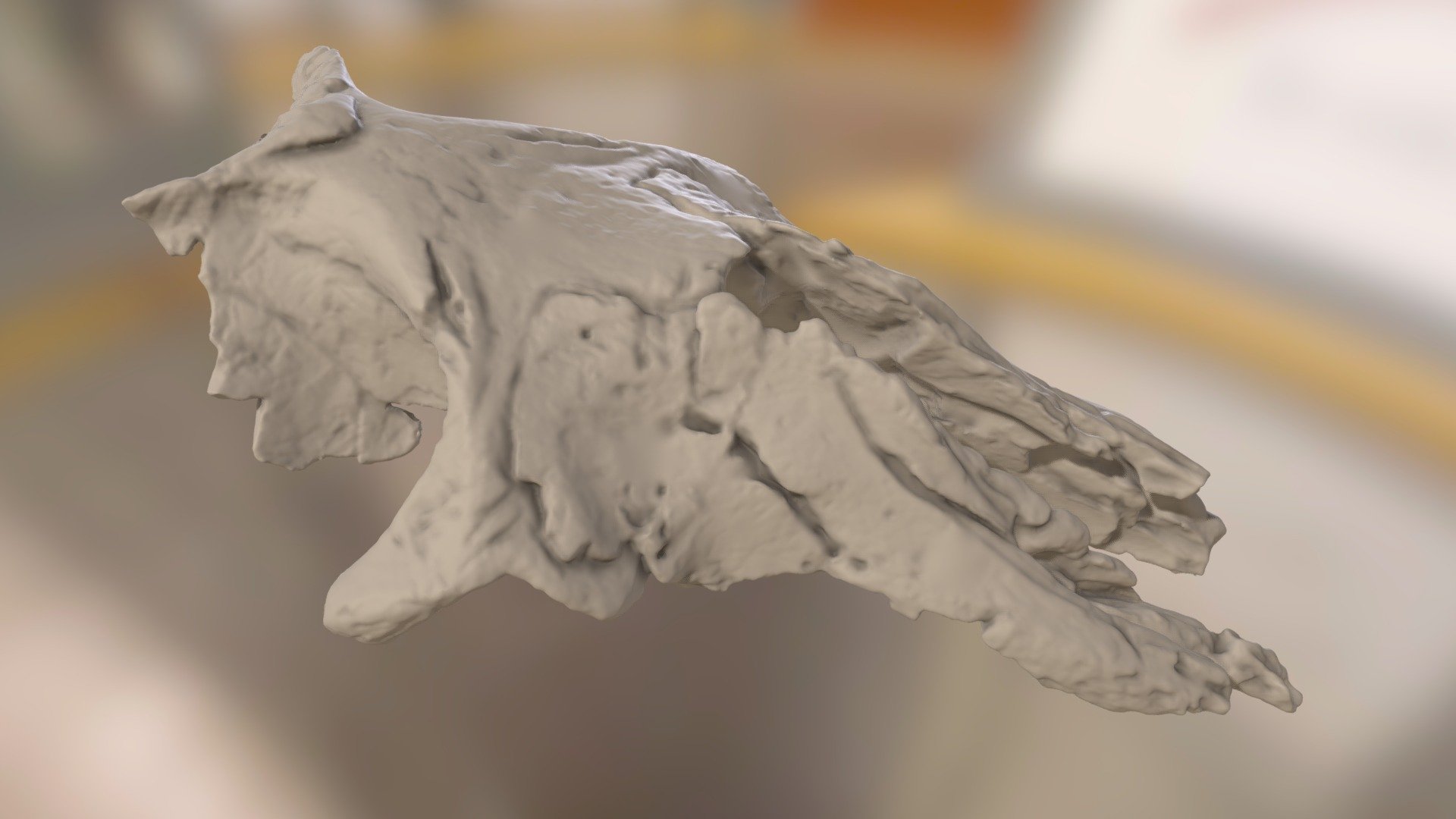 ChM PV6003 - Ashleycetus planicapitis skull