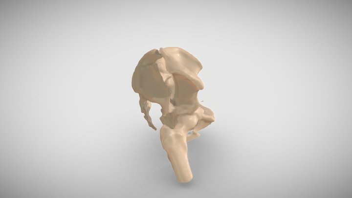 Segmentation_bone_sketchfab_example 3D Model