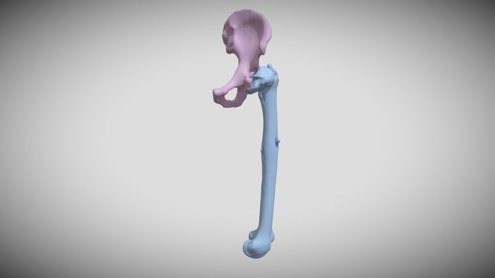 pelvisFEMURreduce 3D Model