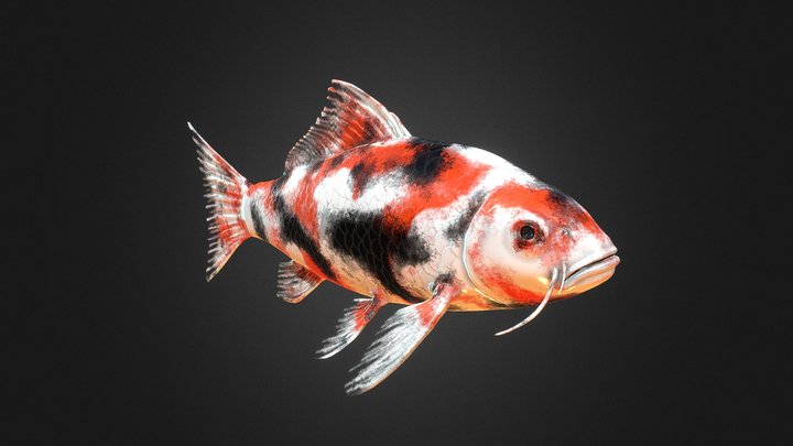 Koi fish 3D Model