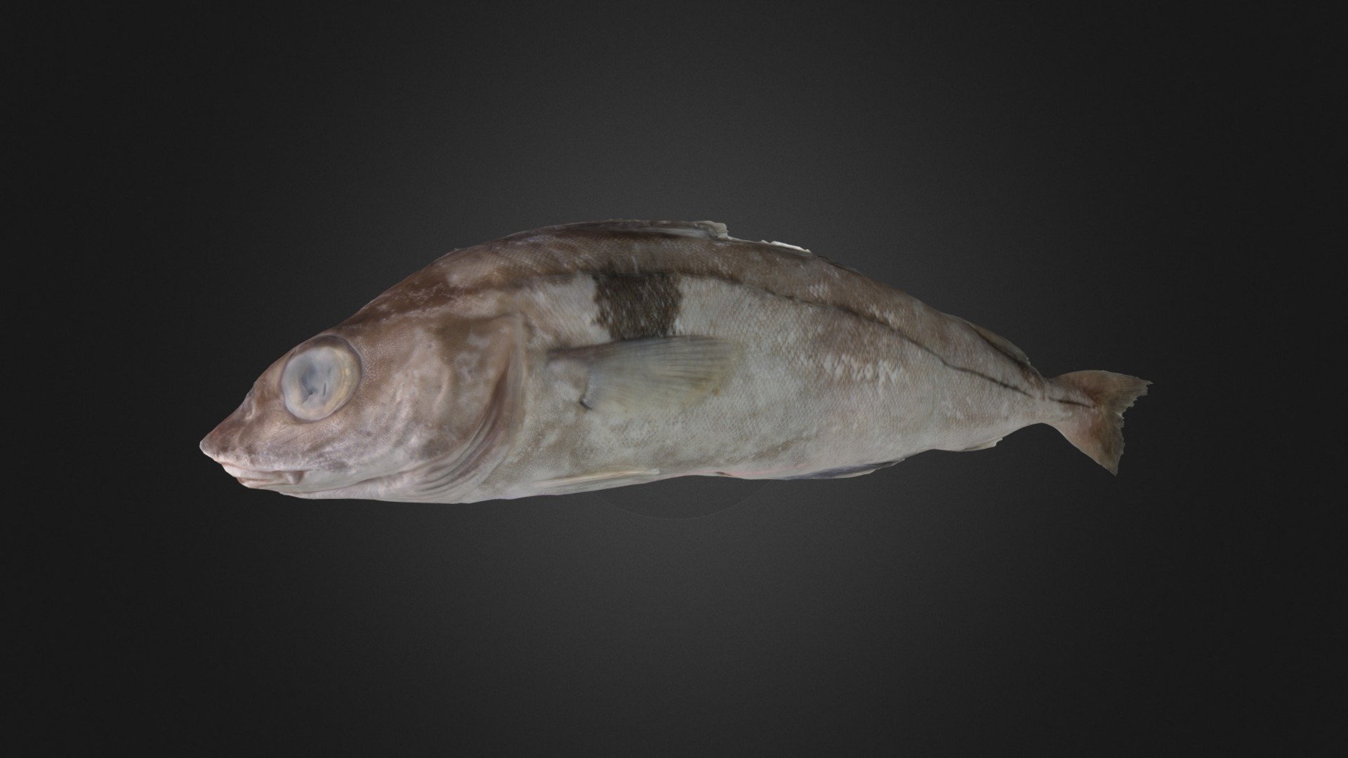 Haddock