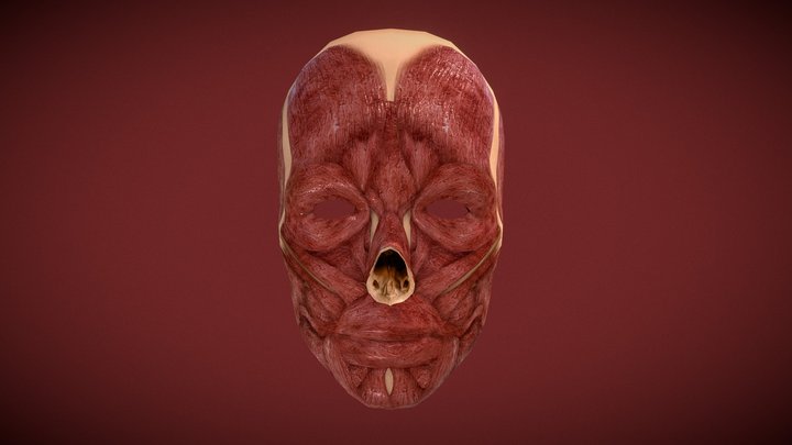 Facial muscles 3D Model