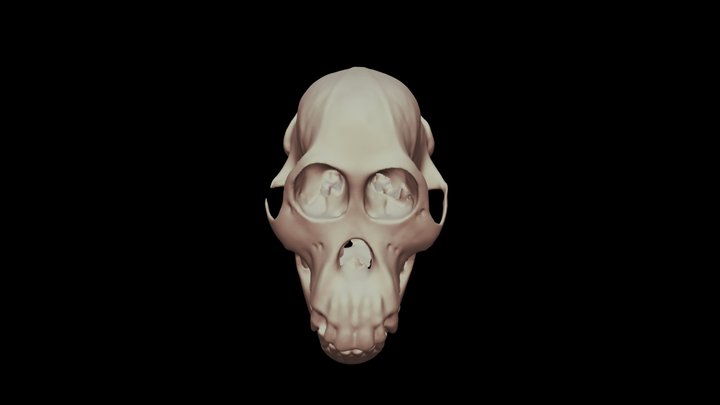 Orangutan Skull 3D Model