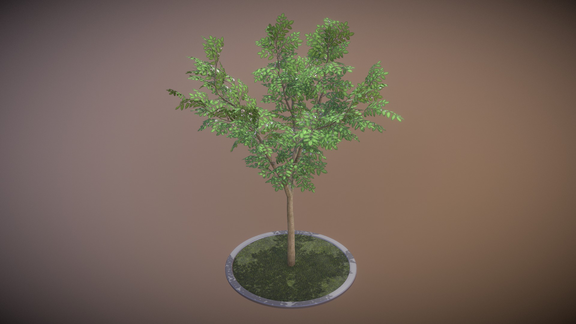 3D model Rowan Tree – Sorbus-Aucuparia – 8m – Spring - This is a 3D model of the Rowan Tree - Sorbus-Aucuparia - 8m - Spring. The 3D model is about a tree in a circle.