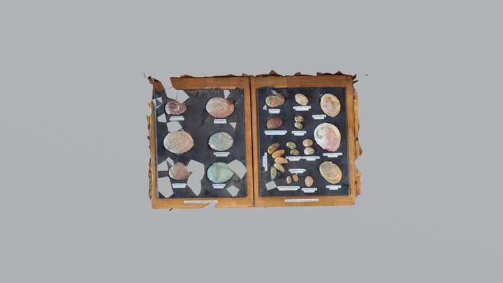 Shell Exhibit 3D Model